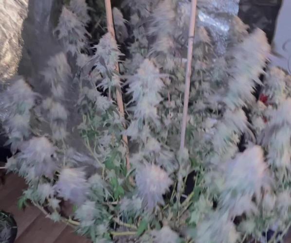 Monster Cropping 1.0