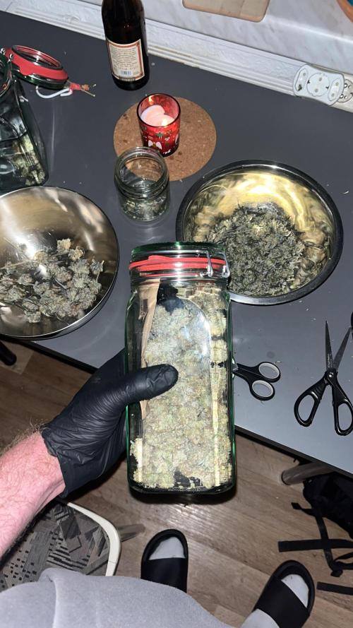 Monster Cropping 1.0. Week 17