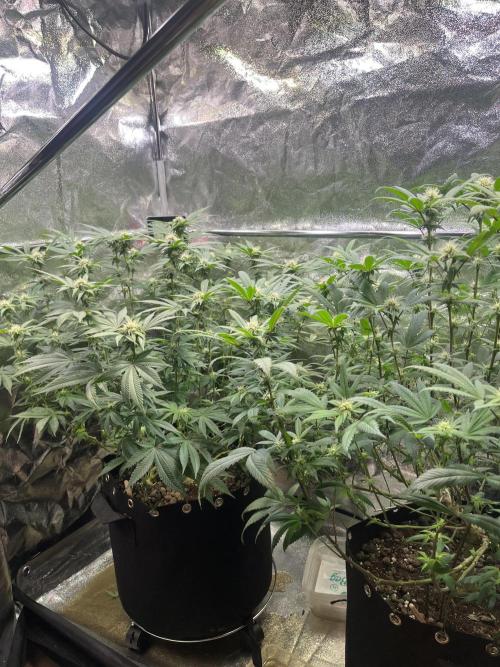 Monster Cropping 1.0. Week 10