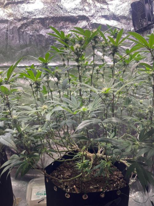 Monster Cropping 1.0. Week 10