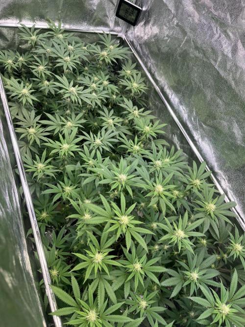 Monster Cropping 1.0. Week 10