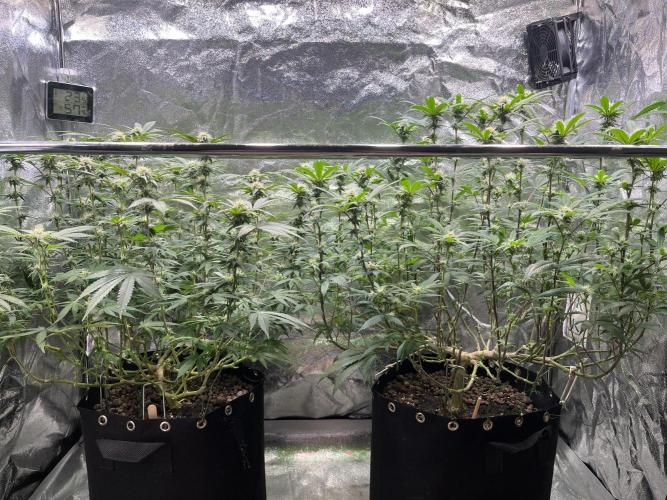 Monster Cropping 1.0. Week 10