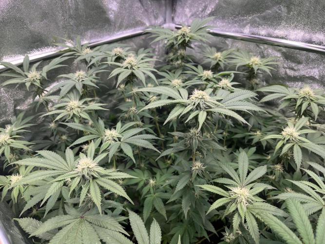 Monster Cropping 1.0. Week 10