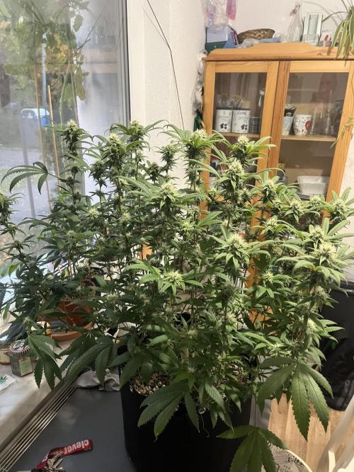 Monster Cropping 1.0. Week 12