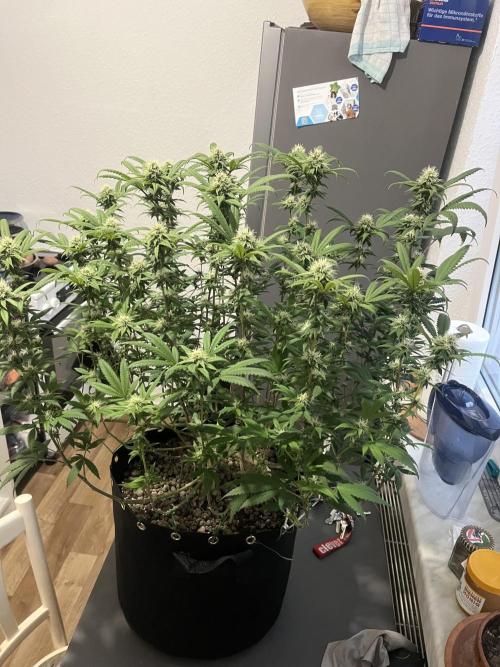 Monster Cropping 1.0. Week 12