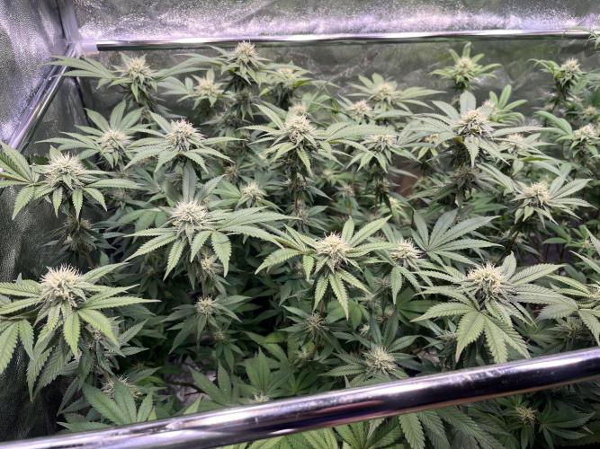 Monster Cropping 1.0. Week 12