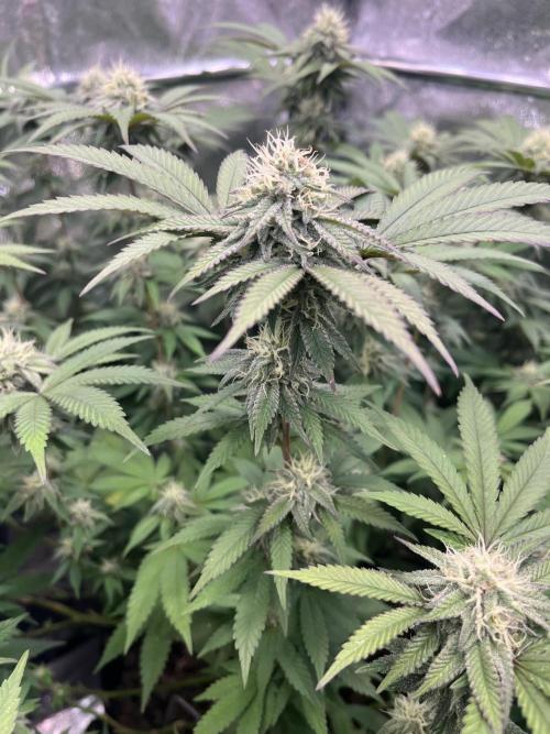 Monster Cropping 1.0. Week 12