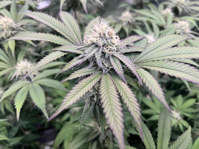 Monster Cropping 1.0. Week 12