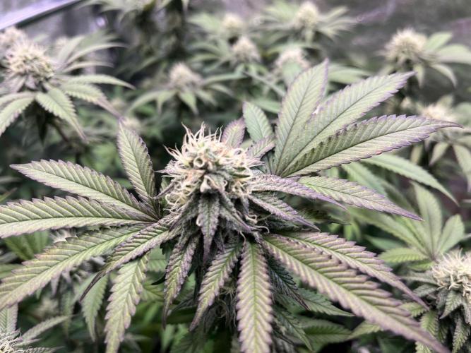 Monster Cropping 1.0. Week 12