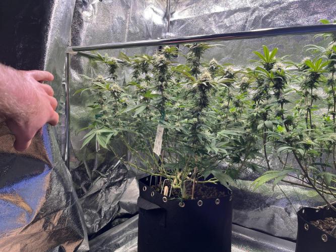 Monster Cropping 1.0. Week 12