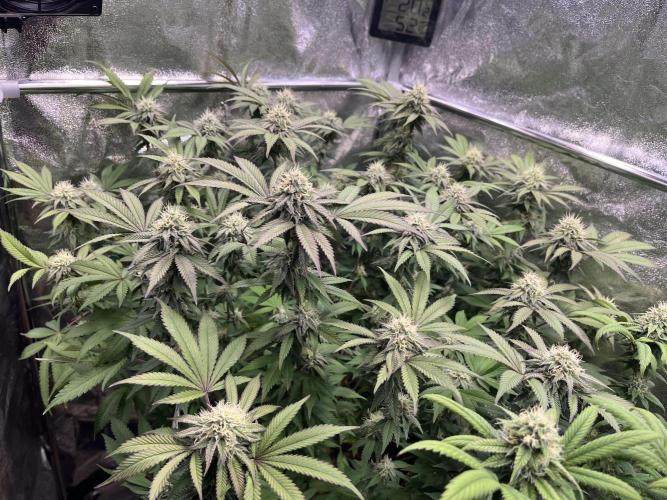 Monster Cropping 1.0. Week 12