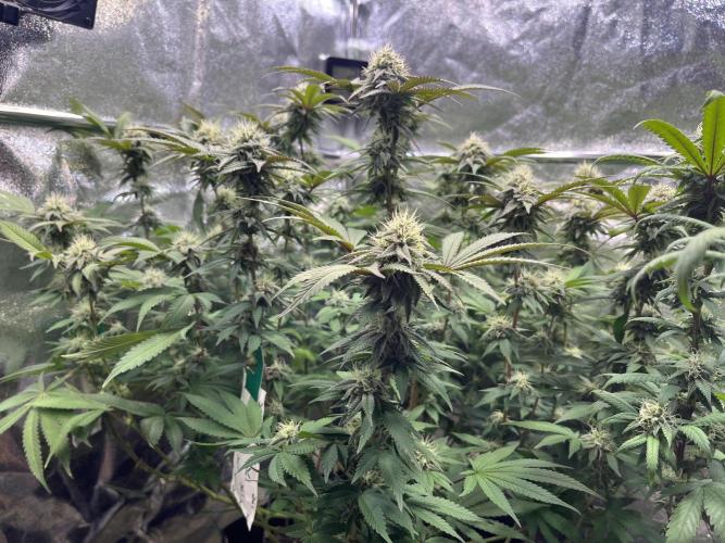 Monster Cropping 1.0. Week 12