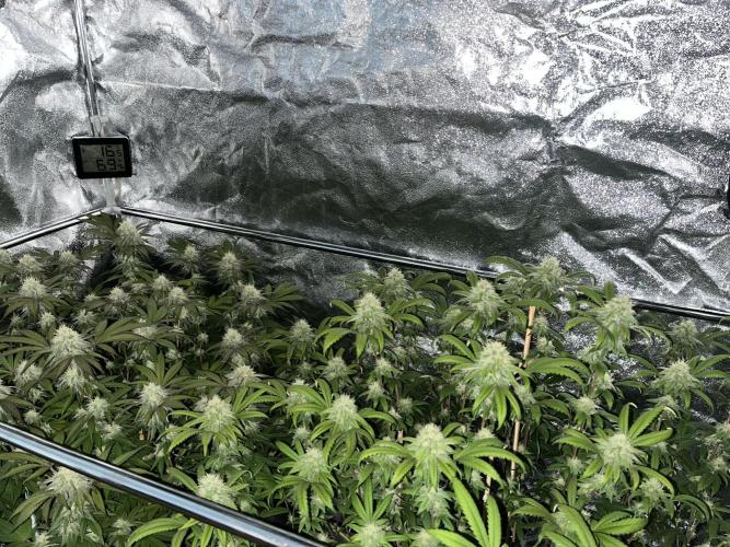 Monster Cropping 1.0. Week 12