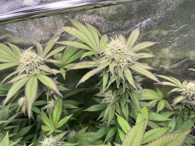 Monster Cropping 1.0. Week 12