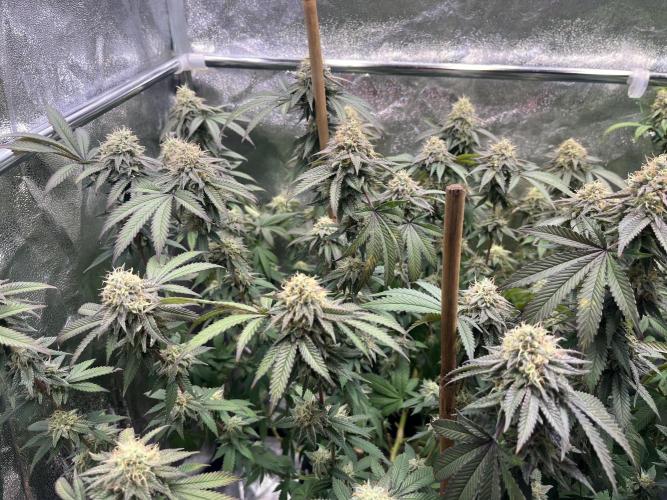 Monster Cropping 1.0. Week 14