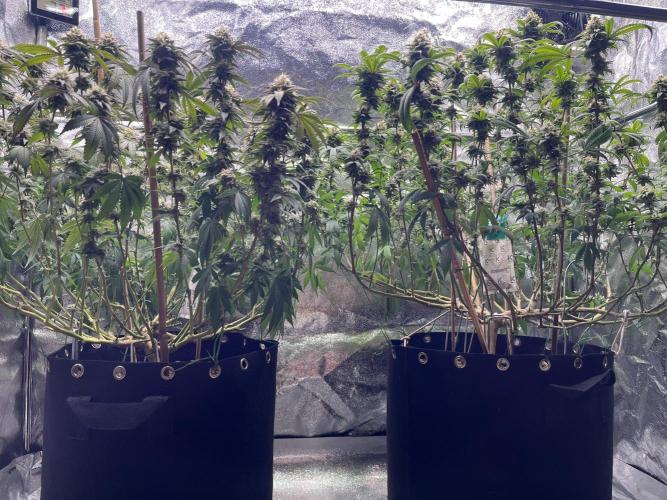 Monster Cropping 1.0. Week 14