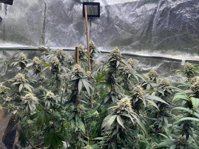 Monster Cropping 1.0. Week 14