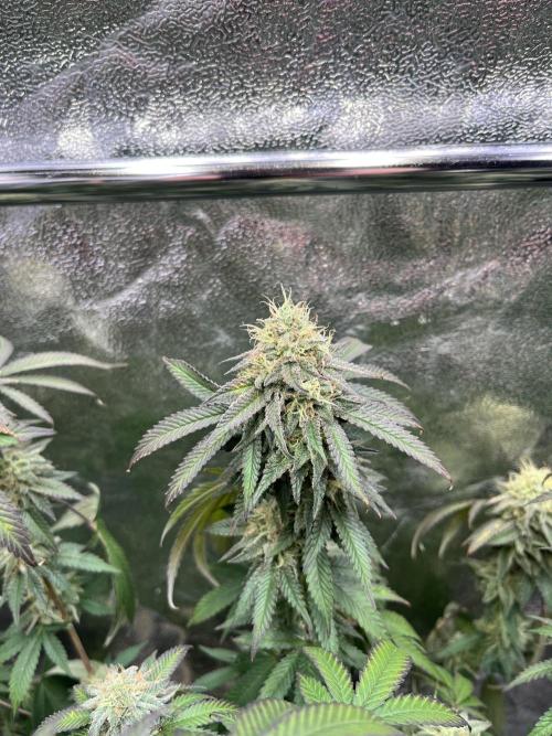 Monster Cropping 1.0. Week 14