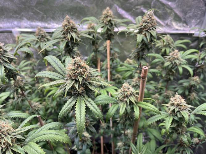 Monster Cropping 1.0. Week 14