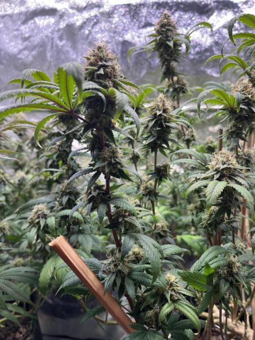 Monster Cropping 1.0. Week 14