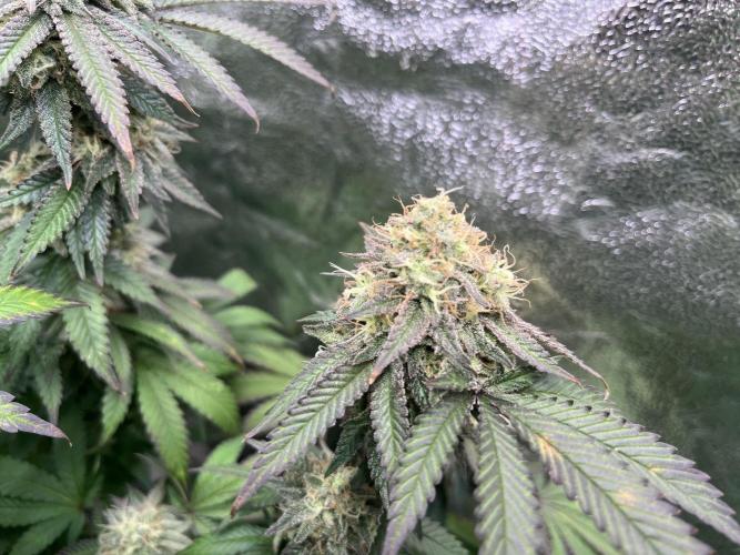 Monster Cropping 1.0. Week 14