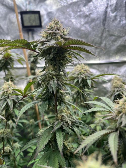 Monster Cropping 1.0. Week 14