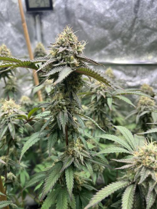 Monster Cropping 1.0. Week 14