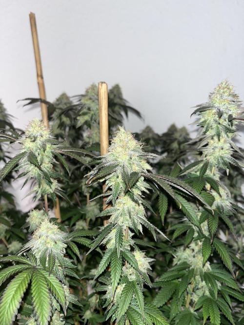 Monster Cropping 1.0. Week 14