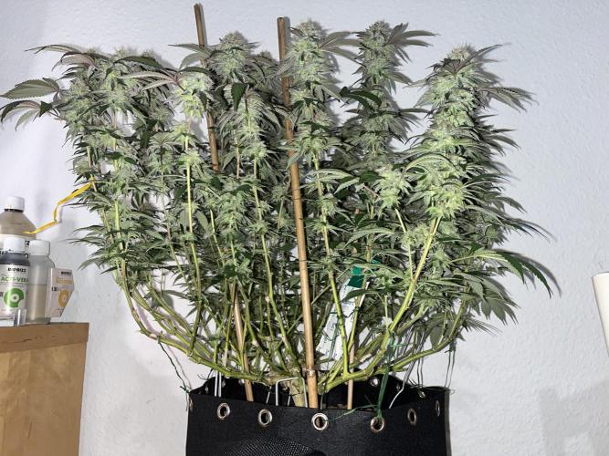 Monster Cropping 1.0. Week 14