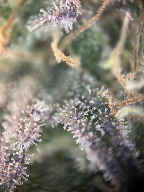 Monster Cropping 1.0. Week 15