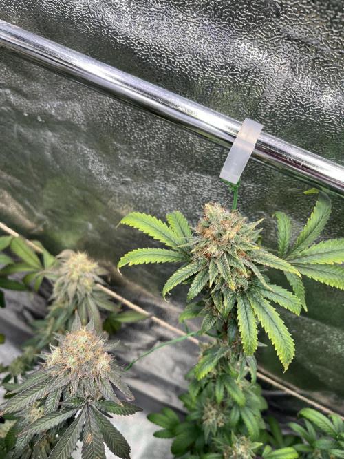 Monster Cropping 1.0. Week 15