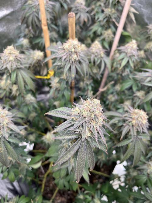 Monster Cropping 1.0. Week 15