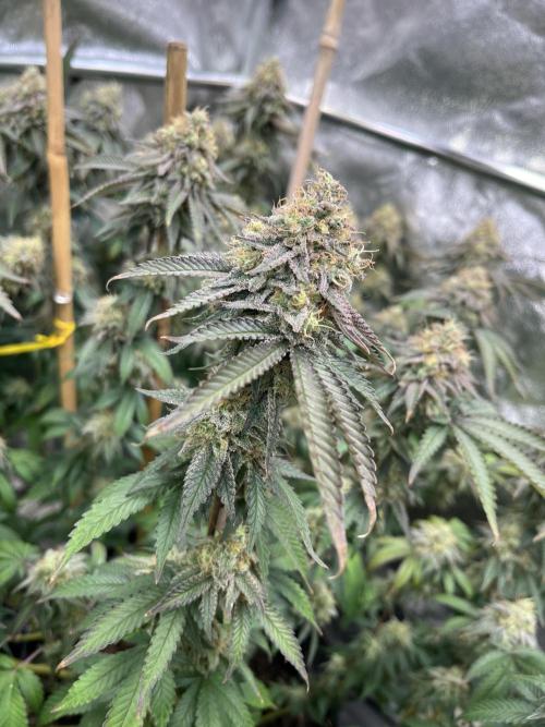 Monster Cropping 1.0. Week 15