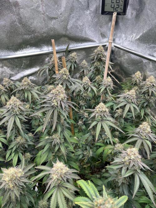 Monster Cropping 1.0. Week 15