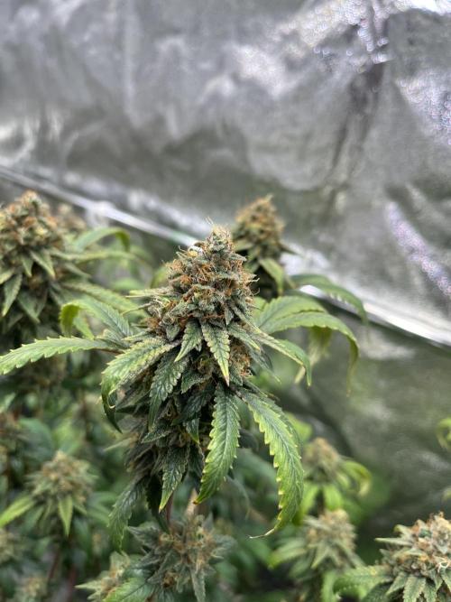 Monster Cropping 1.0. Week 15