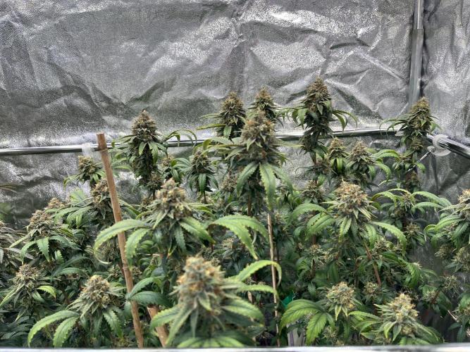 Monster Cropping 1.0. Week 15