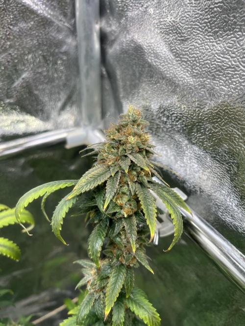 Monster Cropping 1.0. Week 15