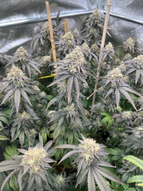 Monster Cropping 1.0. Week 15