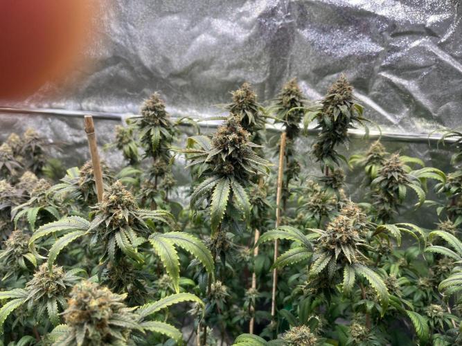 Monster Cropping 1.0. Week 15