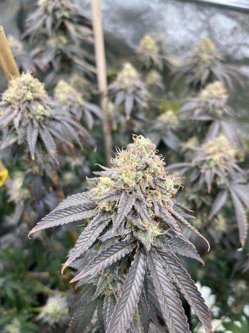 Monster Cropping 1.0. Week 15