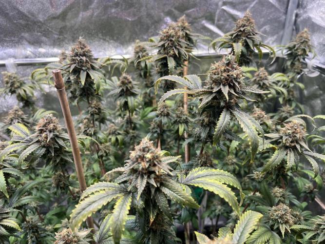 Monster Cropping 1.0. Week 15