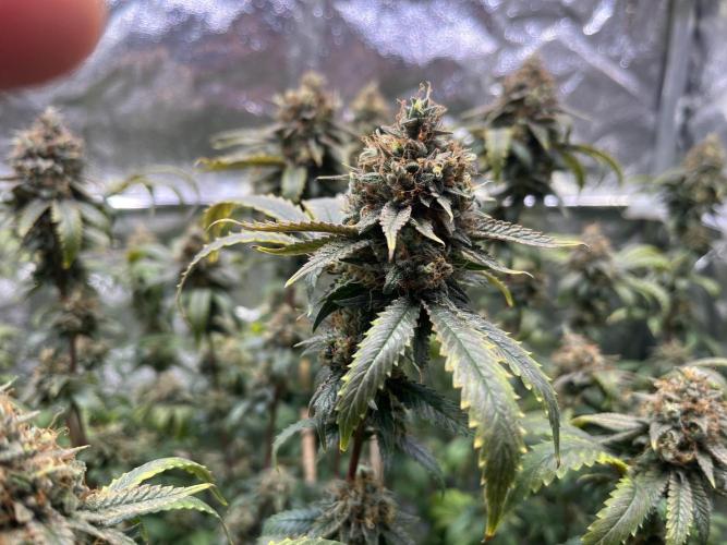 Monster Cropping 1.0. Week 15