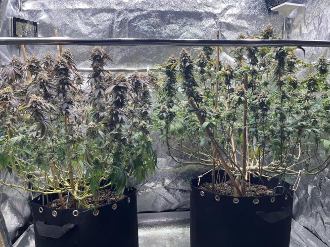 Monster Cropping 1.0. Week 15