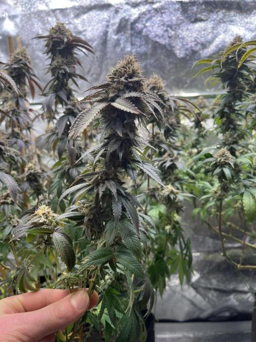 Monster Cropping 1.0. Week 15