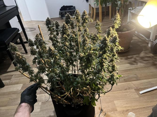 Monster Cropping 1.0. Week 17
