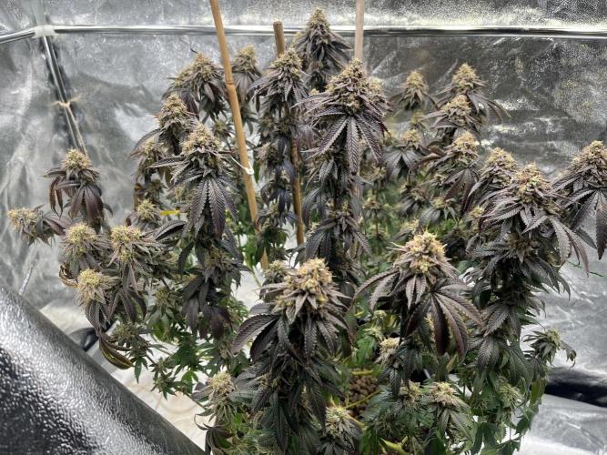 Monster Cropping 1.0. Week 17