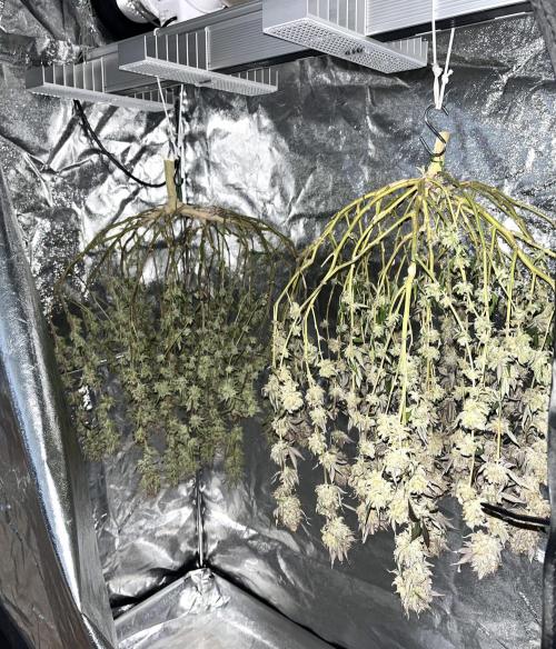 Monster Cropping 1.0. Week 17