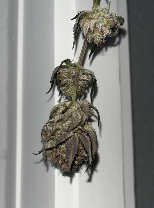 Monster Cropping 1.0. Week 17