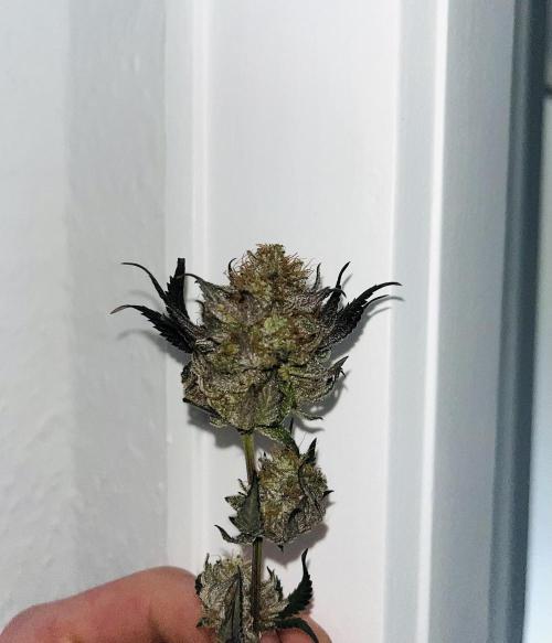 Monster Cropping 1.0. Week 17