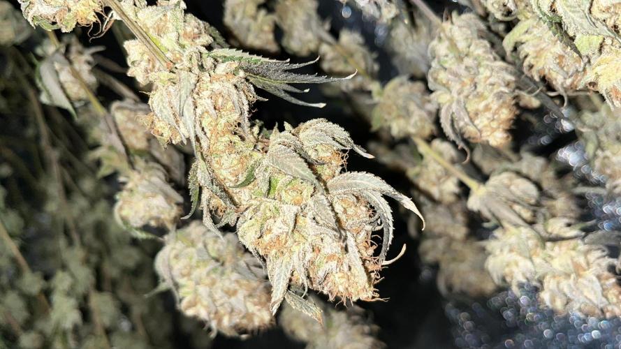 Monster Cropping 1.0. Week 17